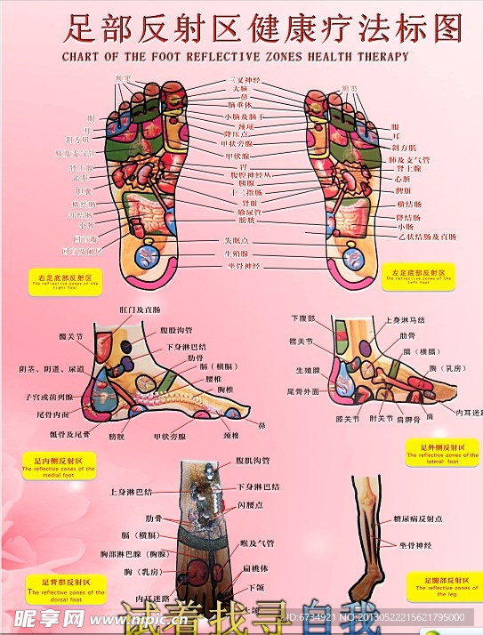 足部反射图