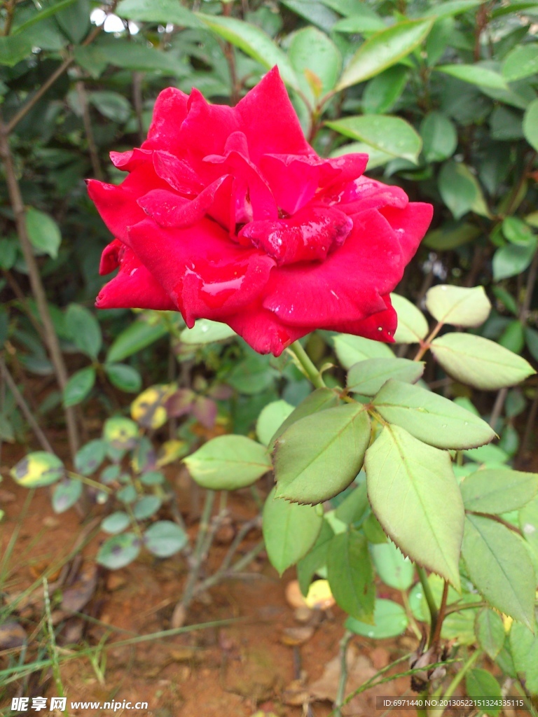 月季花