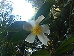 茶花