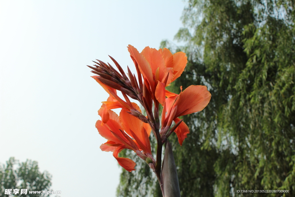 花卉摄影
