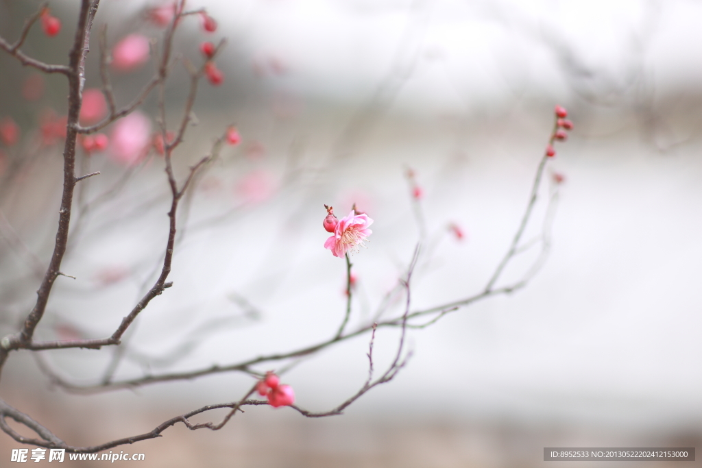 梅花