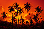 夕阳 椰子树