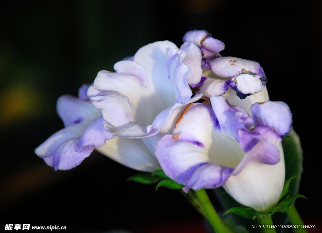 家中芙蓉花
