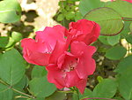月季花开