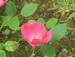 一枝月季花
