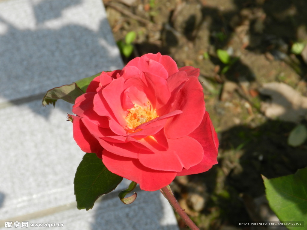 美丽的月季花