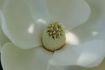 白玉兰花