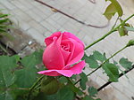 月季花