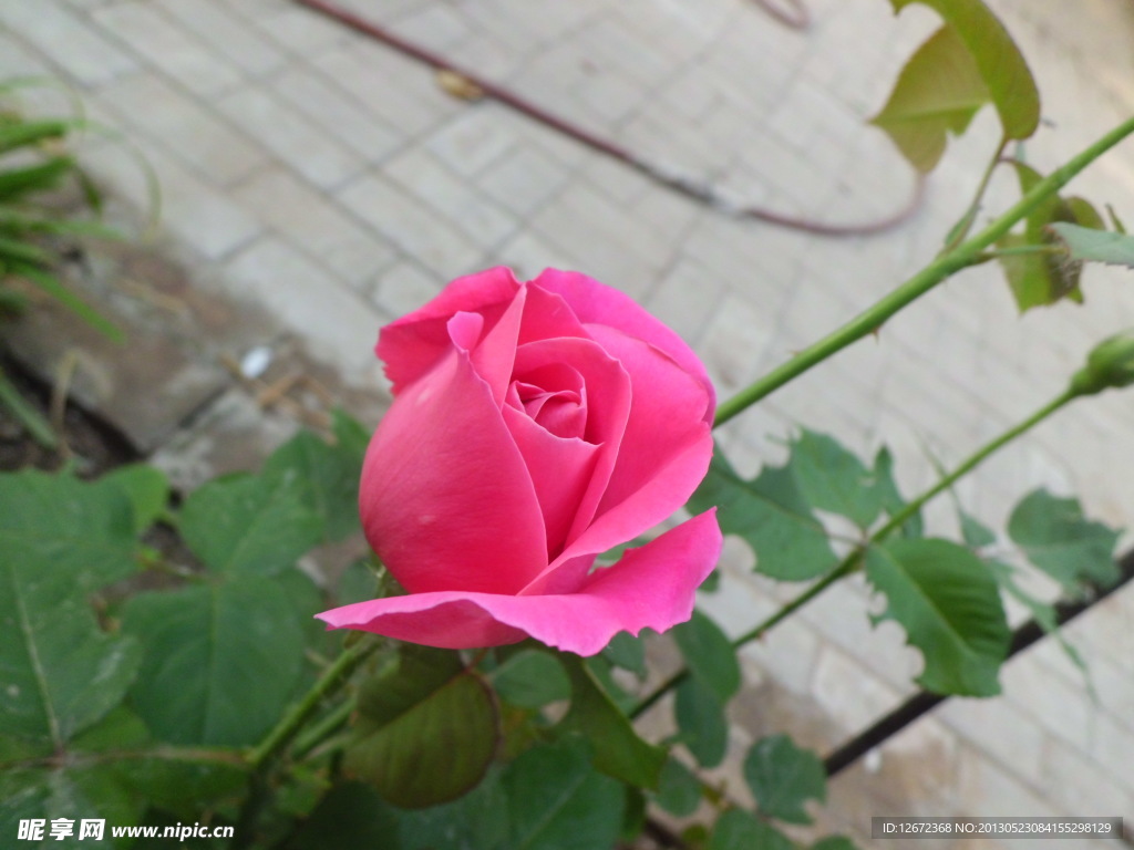 月季花