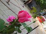 月季花