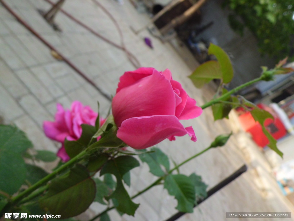 月季花
