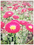 翠菊