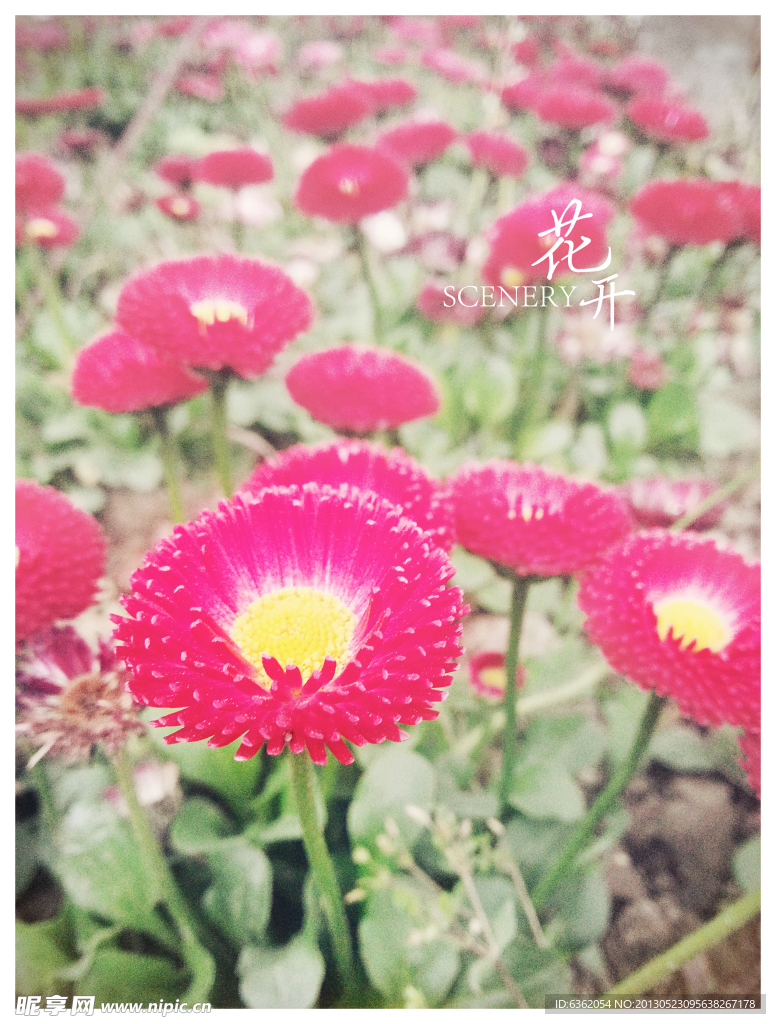 翠菊
