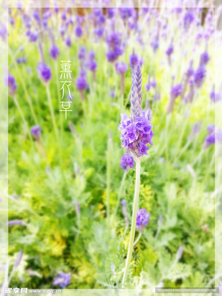 薰衣草