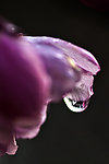 水珠