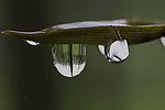 水珠世界