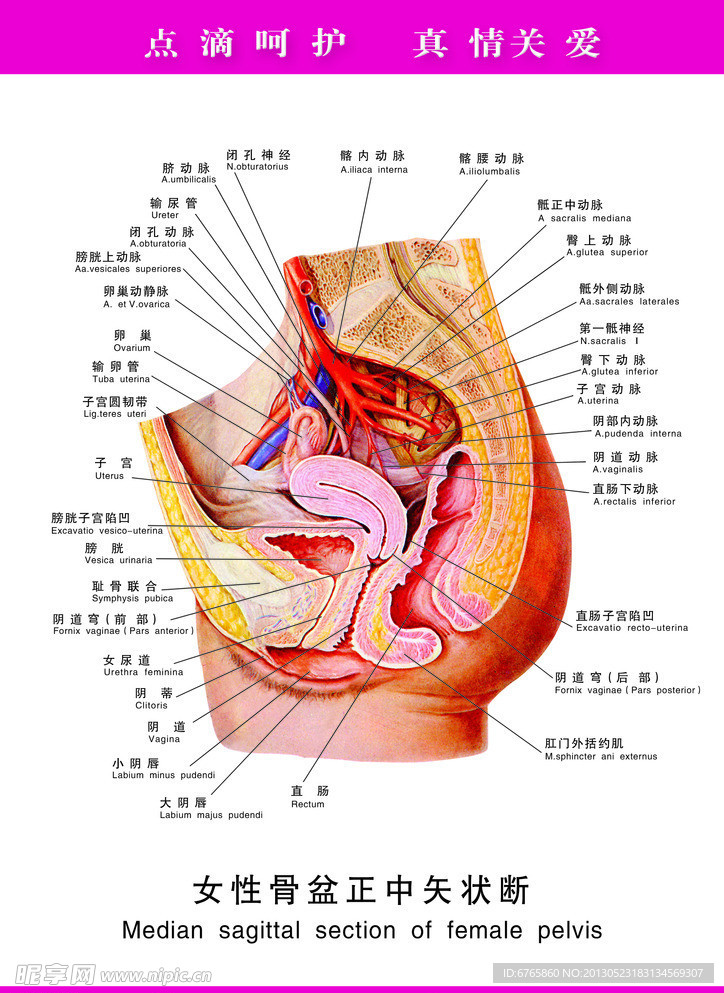 女性骨盆正中矢状断
