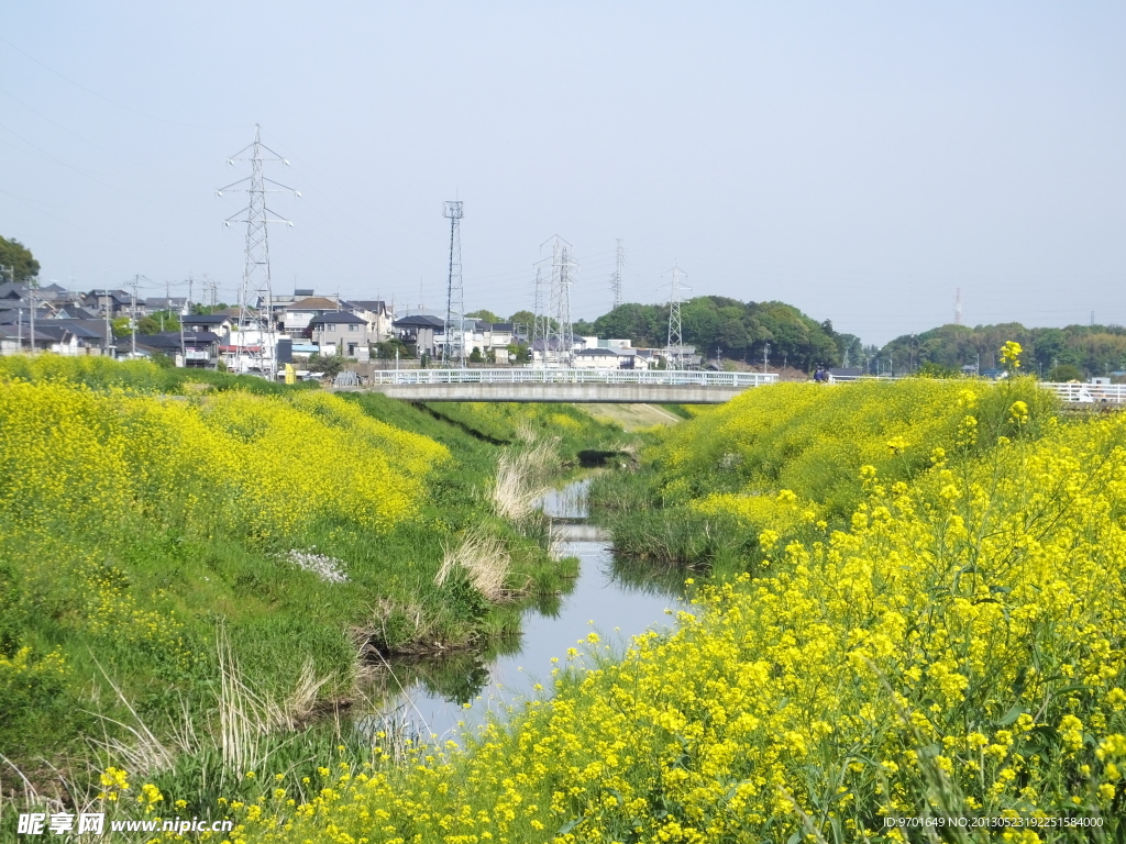 油菜花