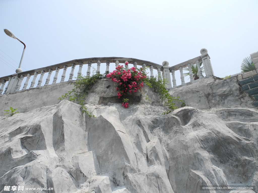 月季花