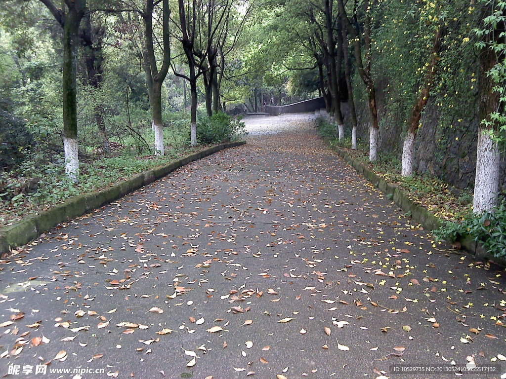 林荫道