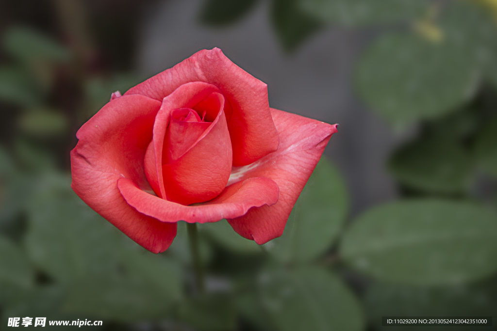 月季花