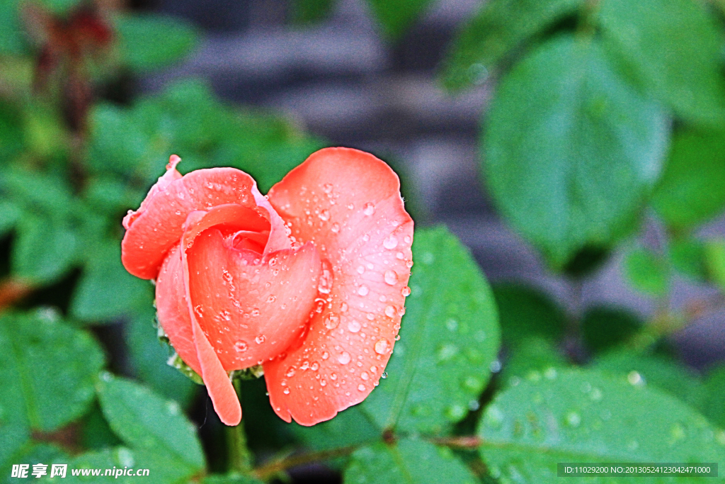 月季花
