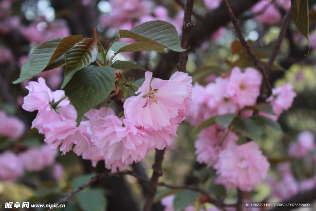 青龙寺樱花