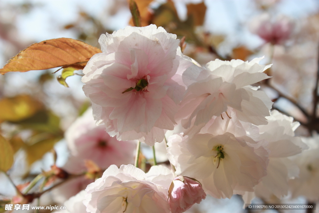 青龙寺樱花