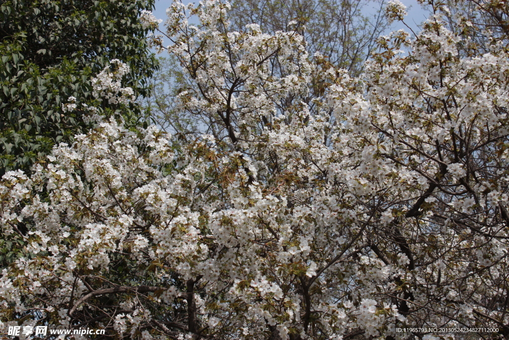 青龙寺樱花