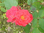 月季花