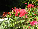 月季花
