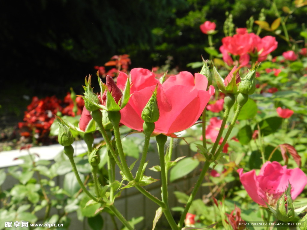 月季花
