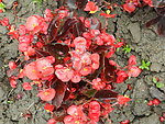 红色花植物