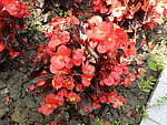 红色花