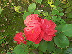 月季花