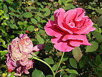 月季花