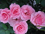 月季花