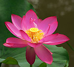 莲花
