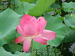 莲花