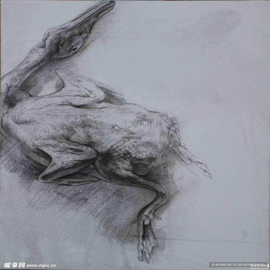 素描 鸭子