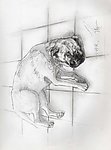 素描 狗