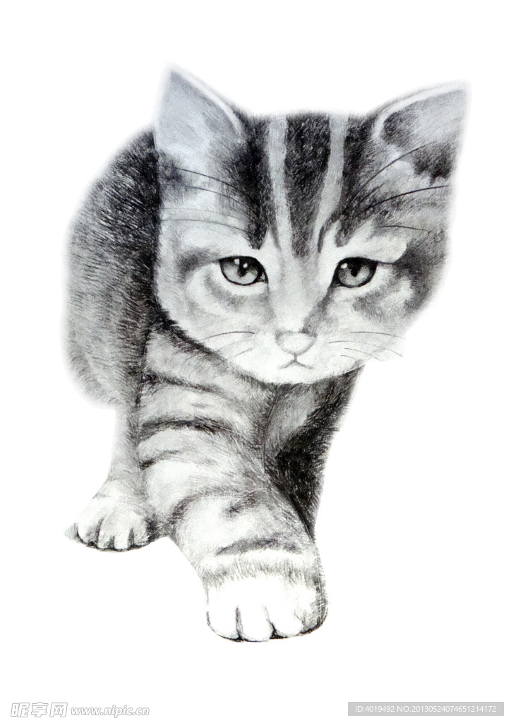 素描 猫