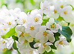 花团锦簇