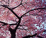 花树