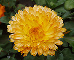 金盏菊