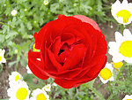 花毛茛