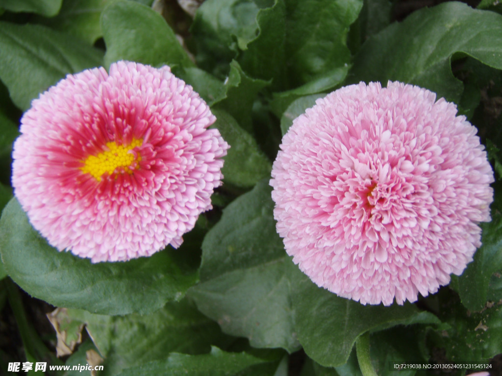 雏菊