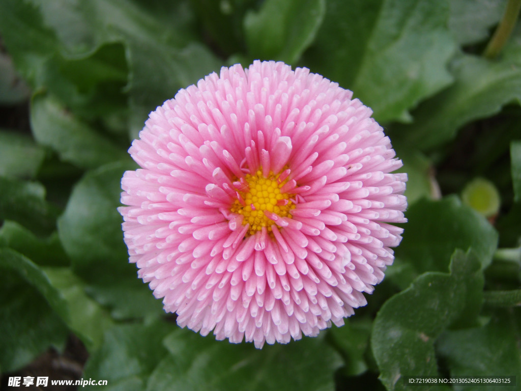 雏菊