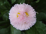 雏菊