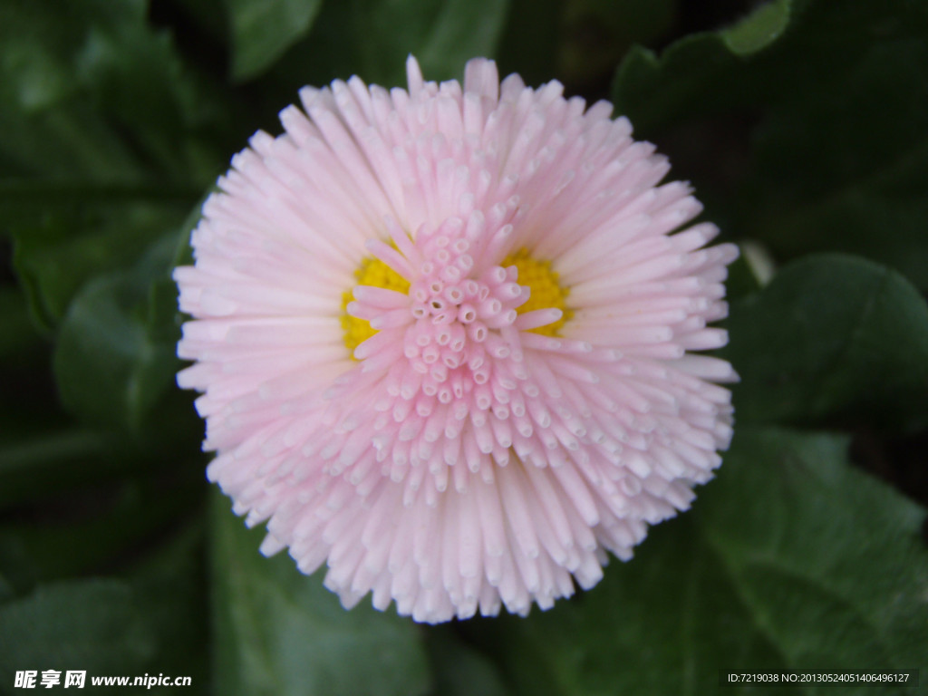 雏菊